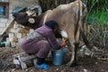 Milking cow. Detail of manual milking milk in rural farm. village life Royalty Free Stock Photo