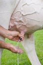 Milking cow. detail of udder