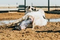 milking cow finishing expelling her calf at calve