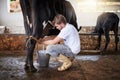 Milking a cow. Full length shot of a young male farmhand milking a cow in the barn. Royalty Free Stock Photo