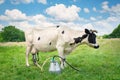 Milking a cow in a green summer meadow. Cattle grazes on the field, dairy farm