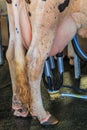 Milking a cow Royalty Free Stock Photo