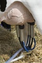 Milking a Cow - Milking Machine Royalty Free Stock Photo