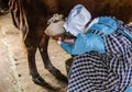 Milking Cow - Old Sturbridge Village - Sturbridge, MA Royalty Free Stock Photo