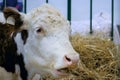 Milking cow with wide open mouth at agricultural animal exhibition Royalty Free Stock Photo