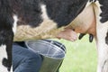 Milking the cow with your hands in a bucket Royalty Free Stock Photo