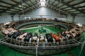 Milking cows by automatic industrial milking rotary system in modern diary farm