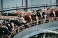 Milking cows by automatic industrial milking rotary system in modern diary farm Royalty Free Stock Photo