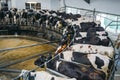 Milking cows by automatic industrial milking rotary system in modern diary farm