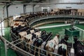 Milking cows by automatic industrial milking rotary system in modern diary farm