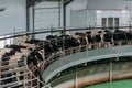 Milking cows by automatic industrial milking rotary system in modern diary farm Royalty Free Stock Photo