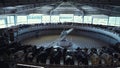 Milking cows carousel dairy production facility. Modern parlor interior view.