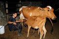 Milking cows - Colombia