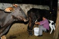 Milking cows - Colombia