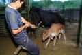 Milking cows - Colombia