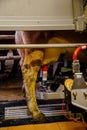 Milking the cows with a fully automated milking robot