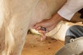 Milking the cows by hand