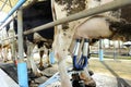 Milking cows machine