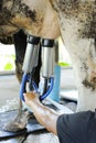 Milking cows machine