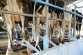 Milking cows machine