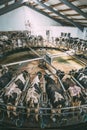 Milking cows at round rotary parlour system on dairy farm Royalty Free Stock Photo