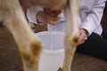 Milking dairy goats on a farm