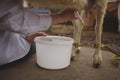 Milking dairy goats on a farm