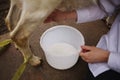 Milking dairy goats on a farm