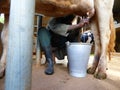 Milking