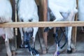 Milking goats. Getting milk from animals on the farm. Milking machine on the udder of the goat Royalty Free Stock Photo