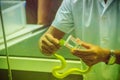 Milking green pit viper (Trimeresurus) snake for venom to produce snake antidote serum