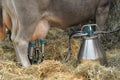 Milking machine Royalty Free Stock Photo