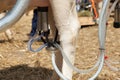 Milking machine Royalty Free Stock Photo