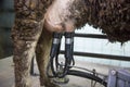 Milking machine on cow udder Royalty Free Stock Photo