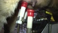 The robot, without the presence of a person, independently puts the milking cups of the device for automatic milking on the teats