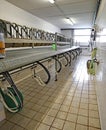 milking parlor for goats and sheep of farm animals Royalty Free Stock Photo