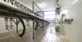 milking parlor for goats and sheep of farm animals Royalty Free Stock Photo
