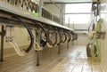 milking parlor for goats and sheep of farm animals Royalty Free Stock Photo