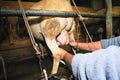 Milking parlor for the sheep Royalty Free Stock Photo