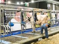 Milking parlour robotics at the International Agriculture Meeting at Paris, France. For farmers, to milk cows before or after