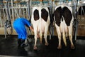 Milking production