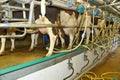 Milking pumps fitted to cows udders on a farm Royalty Free Stock Photo