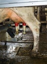 Milking robot Royalty Free Stock Photo