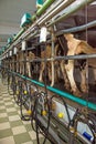 Milking room on a cow farm in agroindustrial company