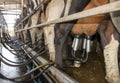 Milking shed at a Victoria dairy farm. Royalty Free Stock Photo