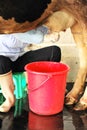 Milkmaid hand milking