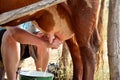 Milkmaid milking a cow close-up horizontal Royalty Free Stock Photo