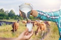 Milkmaid pours milk from a bucket .