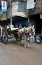 Milkman delivers fresh milk on horse carriage in walled city Lahore Pakistan Royalty Free Stock Photo