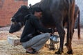 Milkman milking his Buffalo.